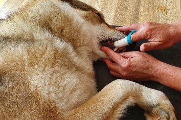 Tierarzttraining Hunde Zähneputzen